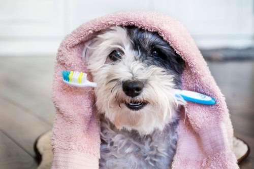 a dog wrapped in a towel holding a toothbrush