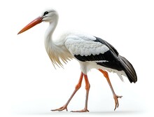 a white bird with orange beak and long legs