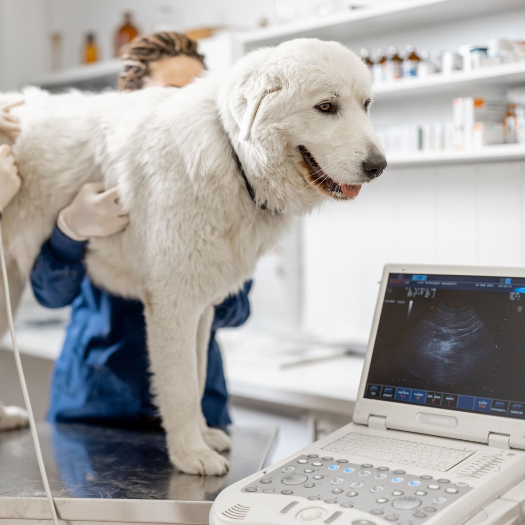 a dog being examined by a doctor