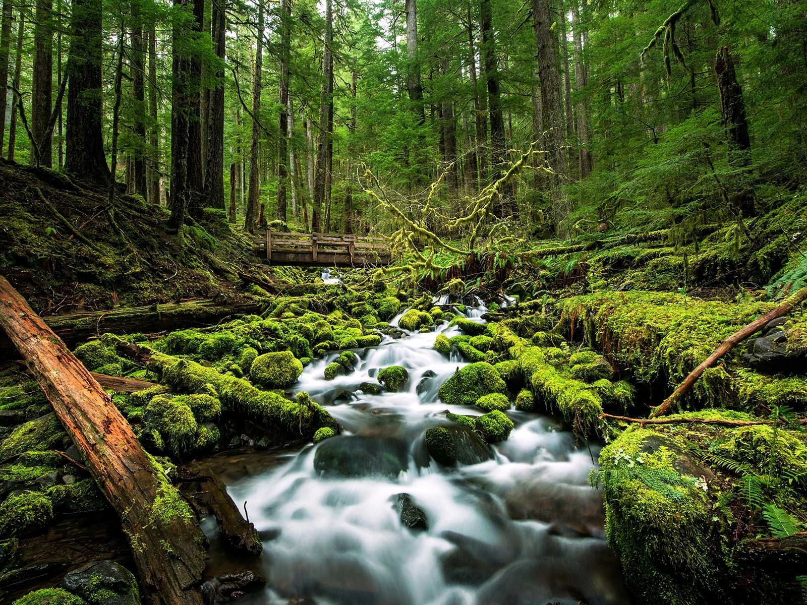 a river flowing through a forest