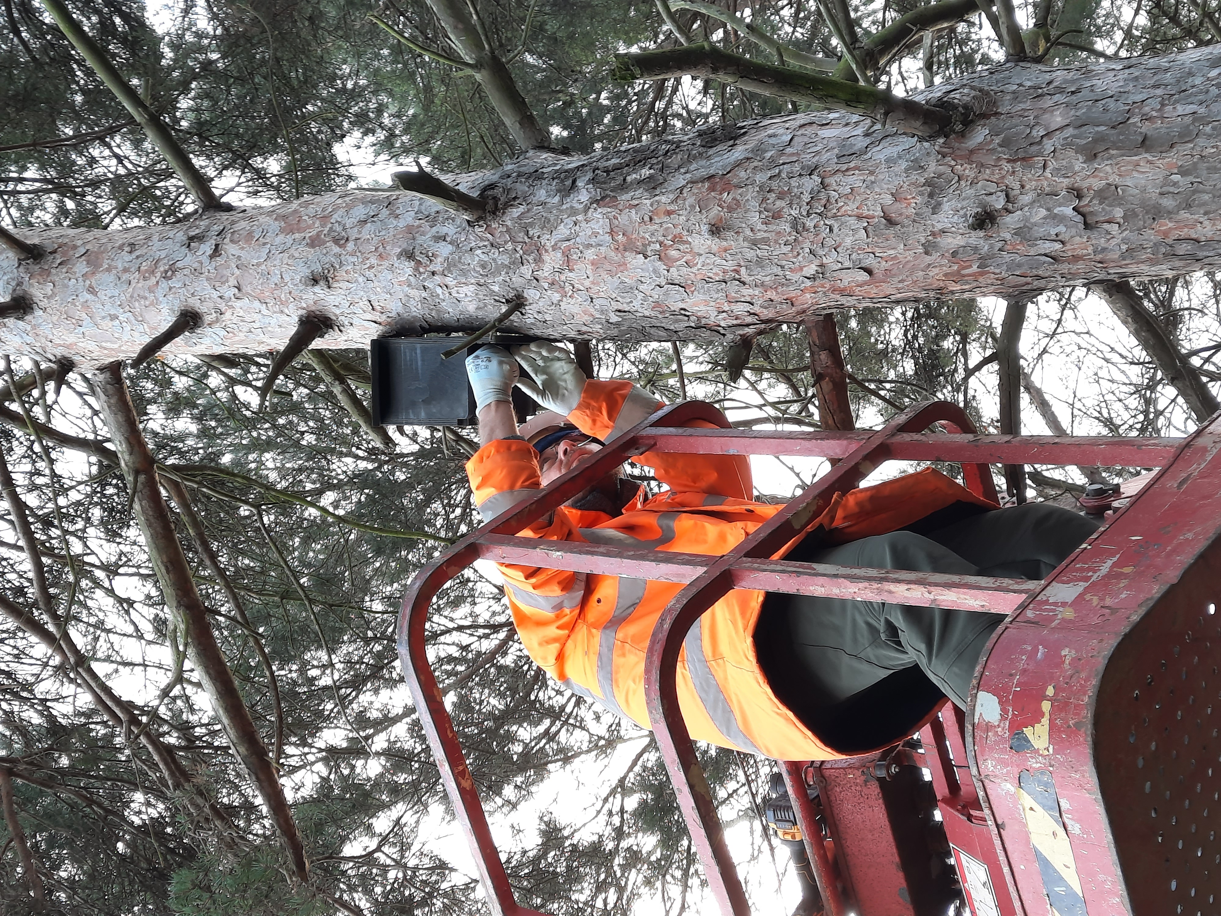 a man in orange jacket and safety gear holding a box in a tree