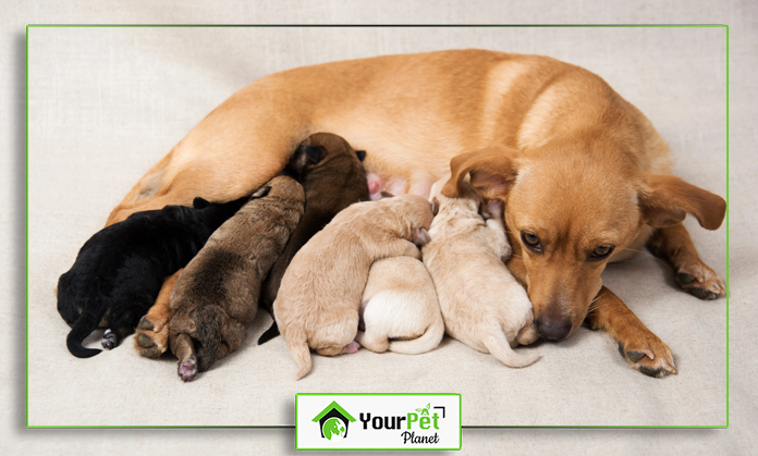 a dog lying with its babies