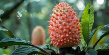 a plant with a spiky object