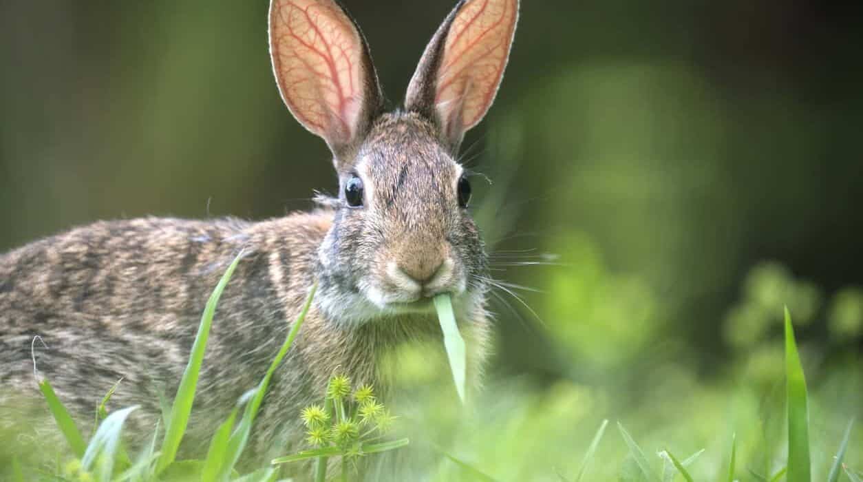 a rabbit eating grass in the grass