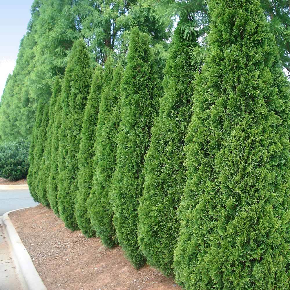 a row of tall trees