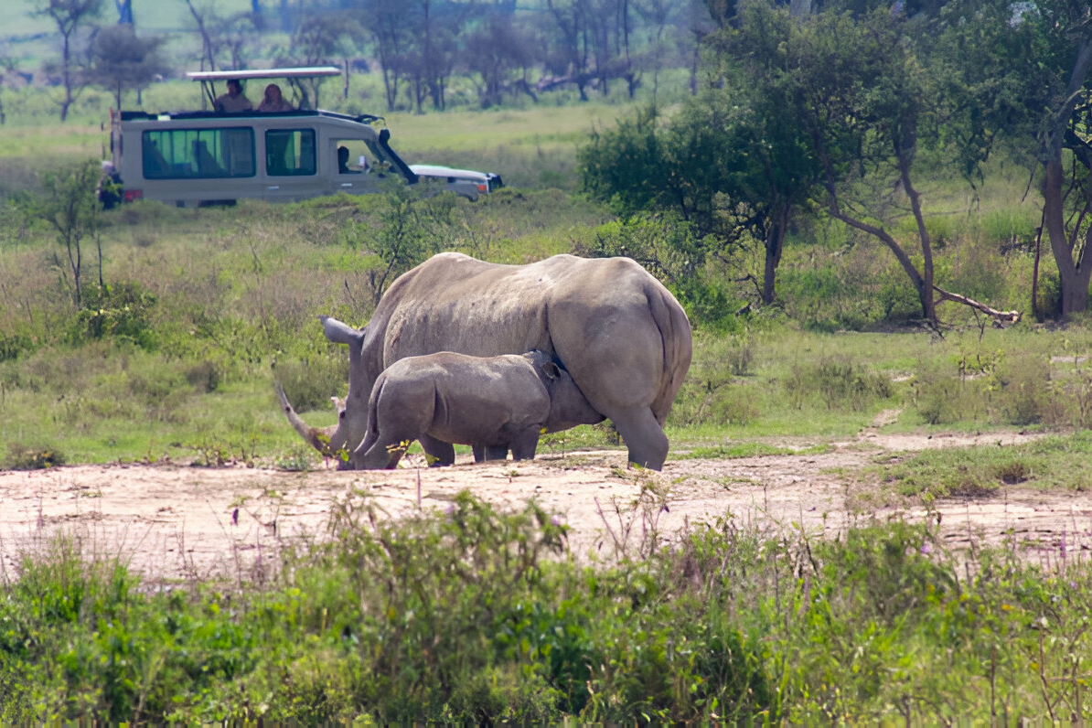 a rhinoceros and a baby rhino
