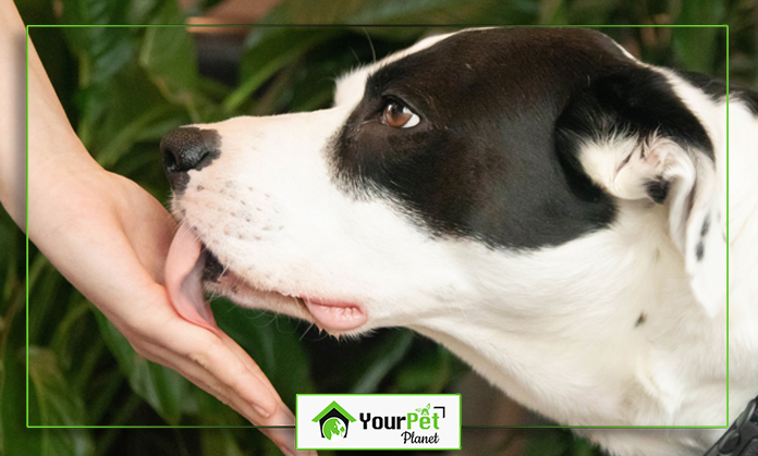 a dog licking a hand