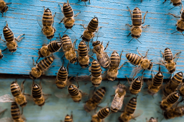 a group of bees on a blue surface