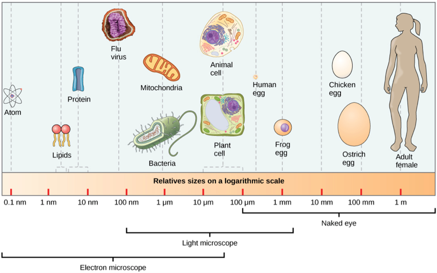 a diagram of different types of cells