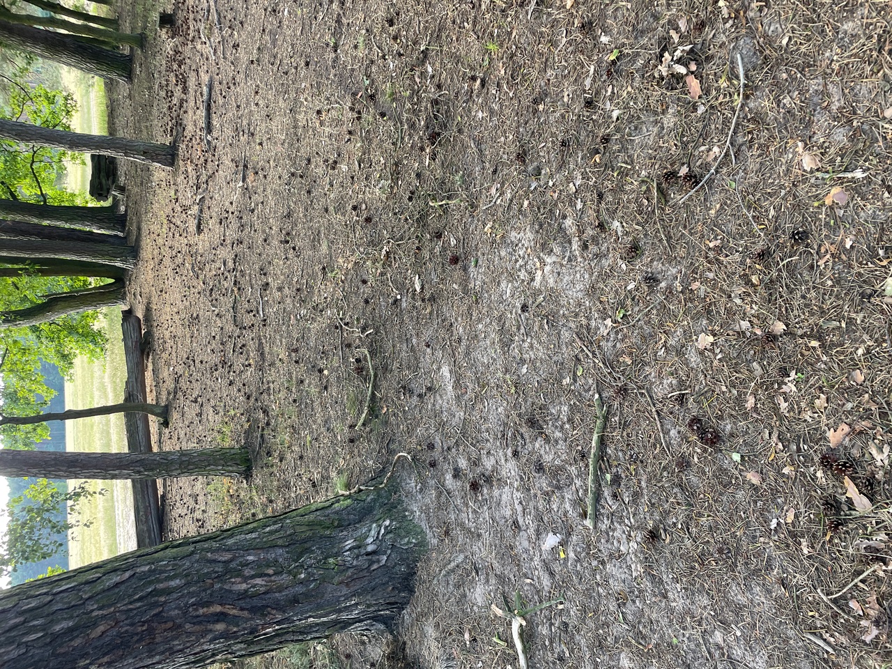 a dirt ground with trees in the background