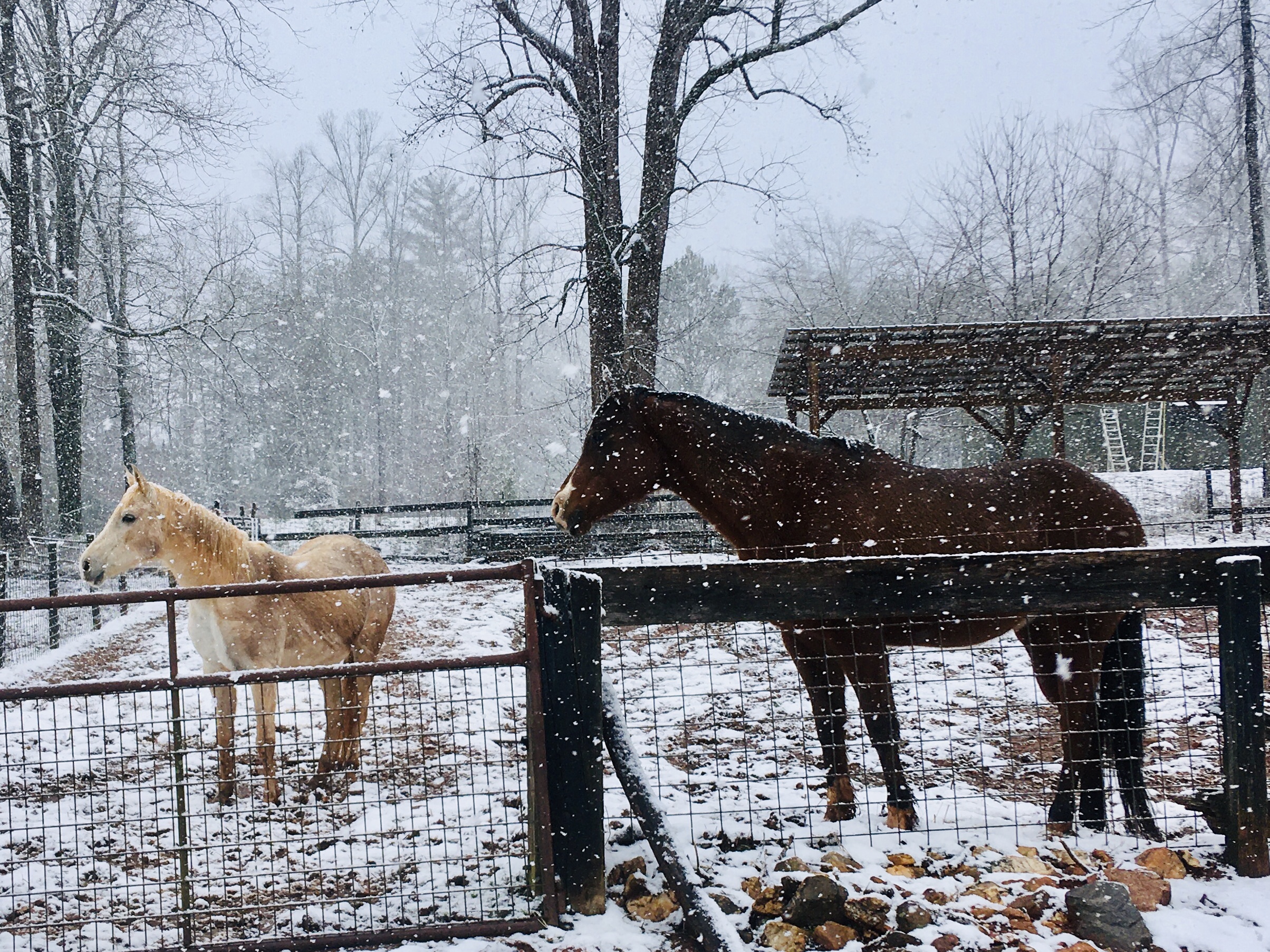 horses in a fenced in area with snow falling