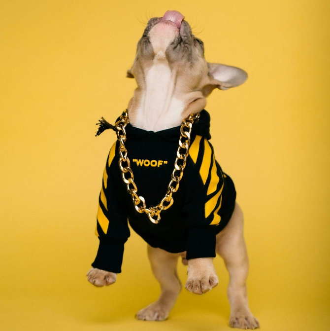 a dog wearing a black and yellow sweater and gold chain