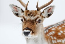 a deer with antlers in the snow