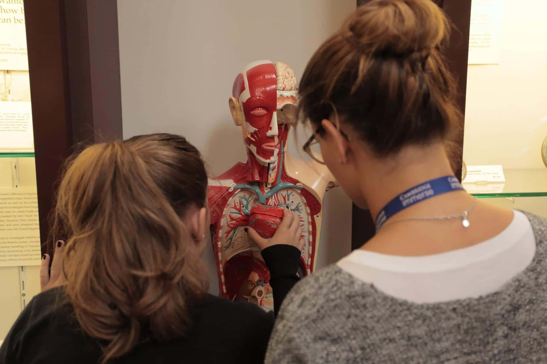 a woman looking at a model of a human body
