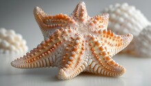 a starfish on a white surface