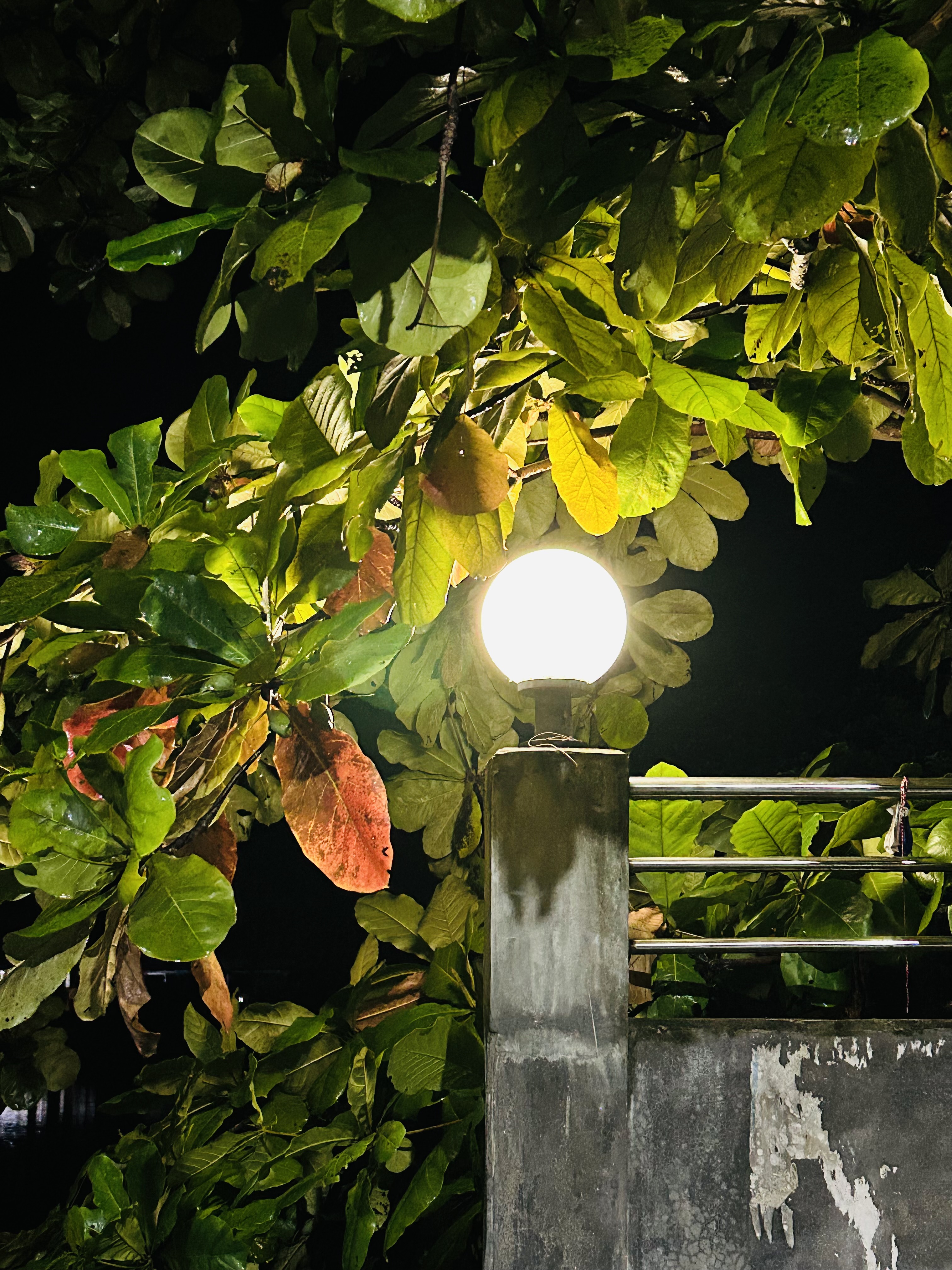 a light on a post with a tree in the background