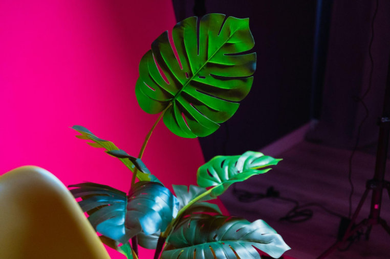 a green plant with a pink background