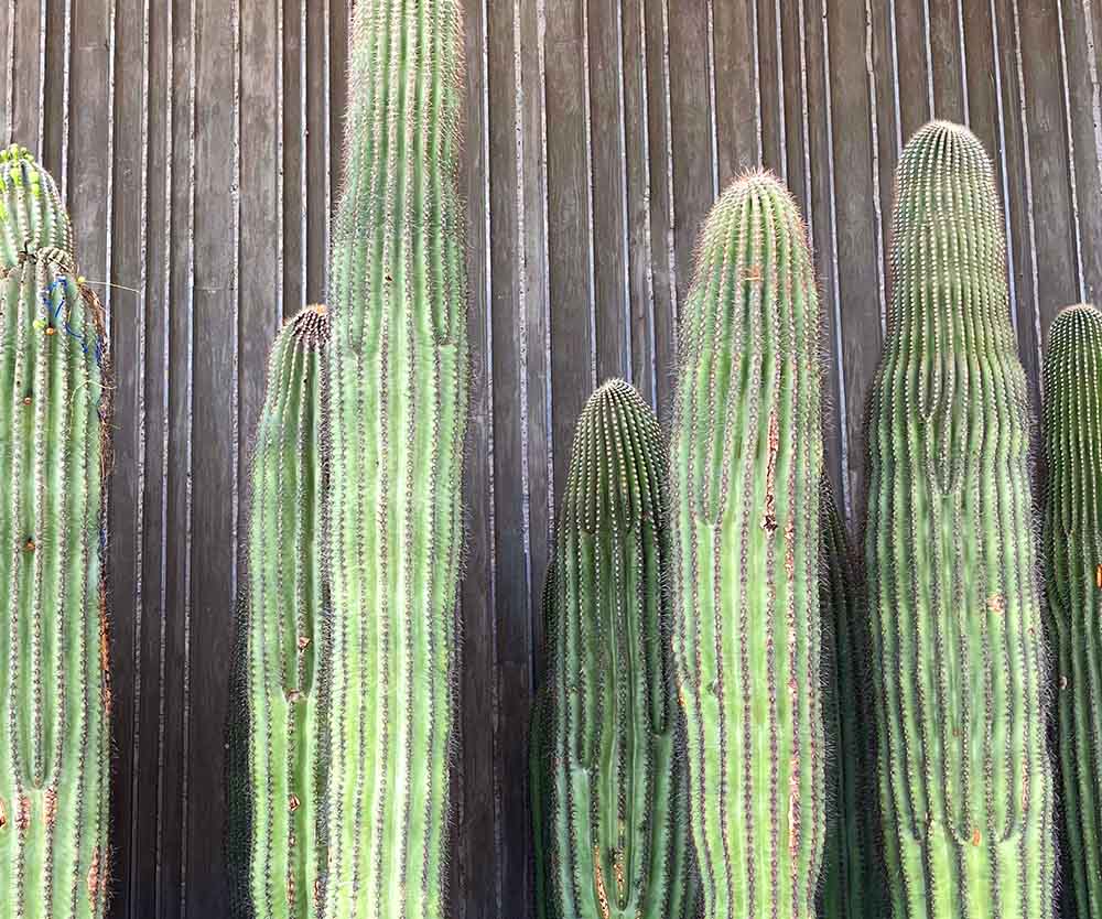 a group of cactus plants