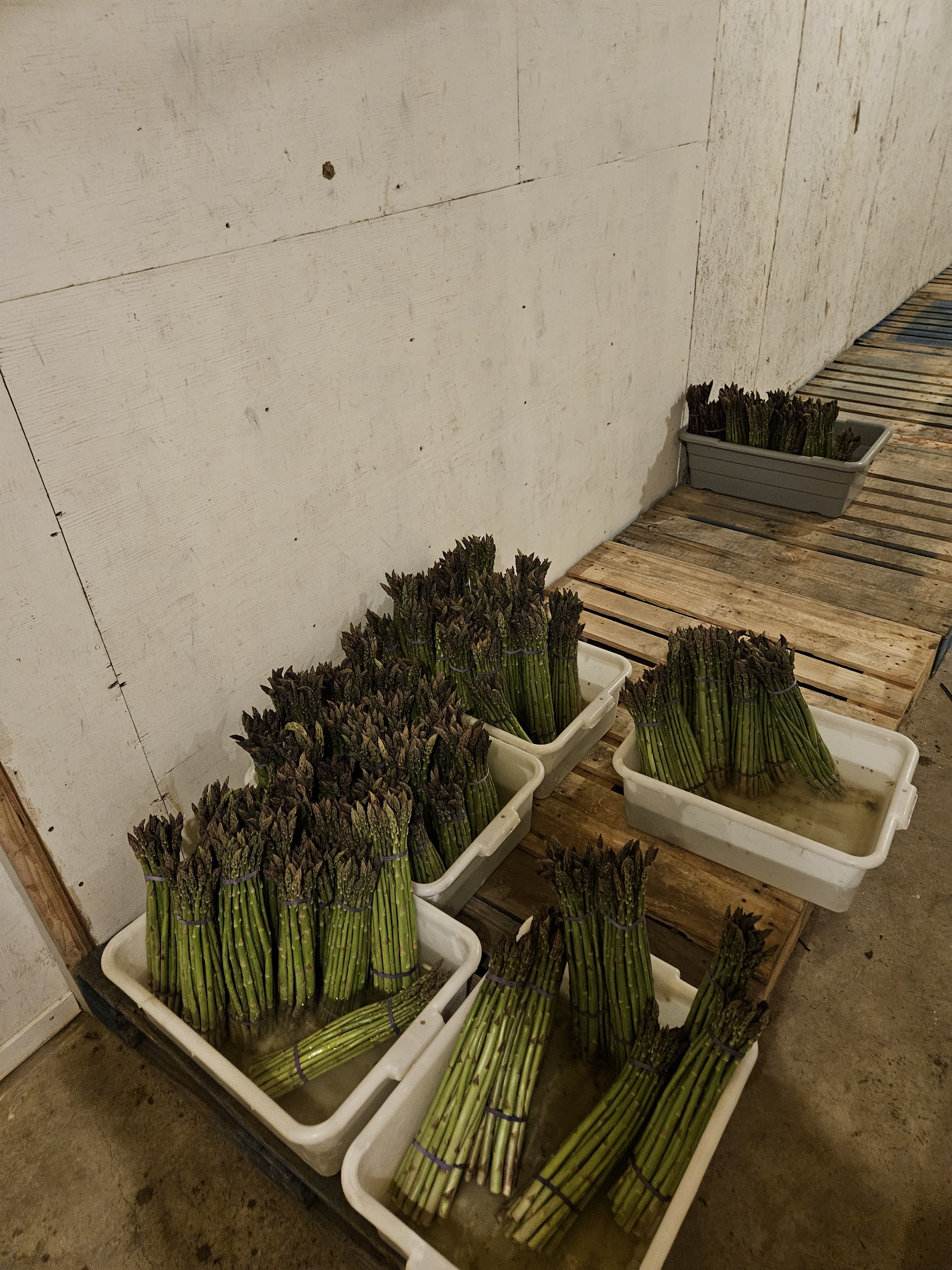 a bunches of asparagus in plastic containers