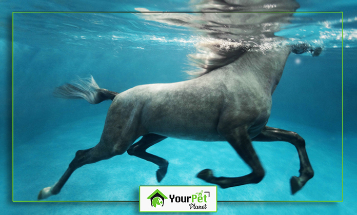 a horse swimming under water