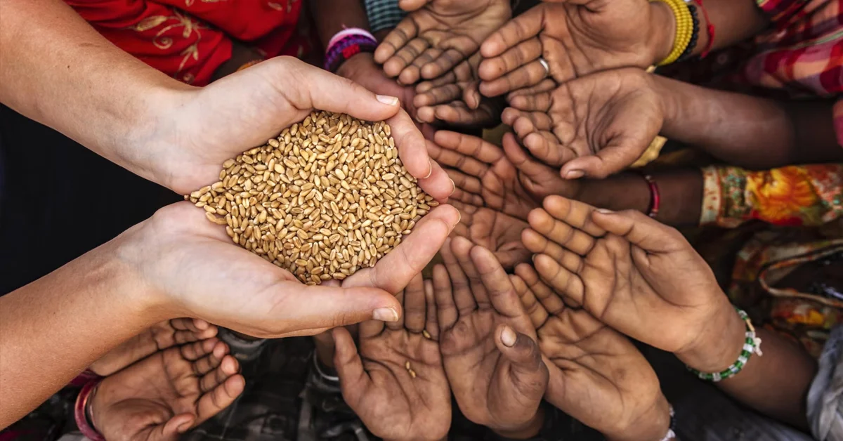 a group of hands holding grains