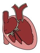 a diagram of a human heart