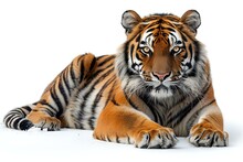 a tiger lying down on the floor