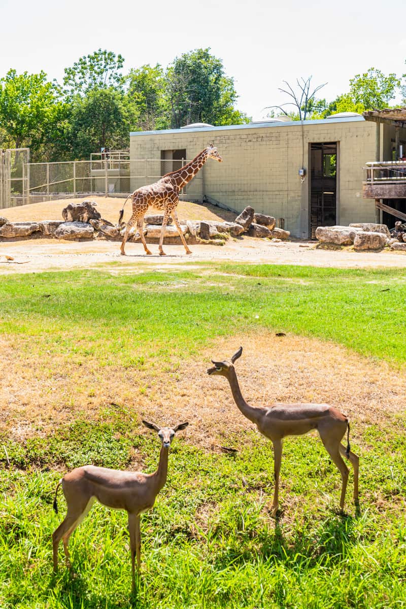 giraffes and gazelles in a zoo exhibit