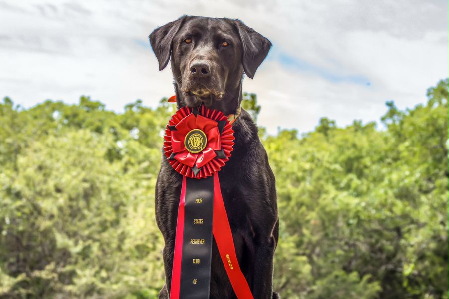 a dog with a red ribbon around its neck