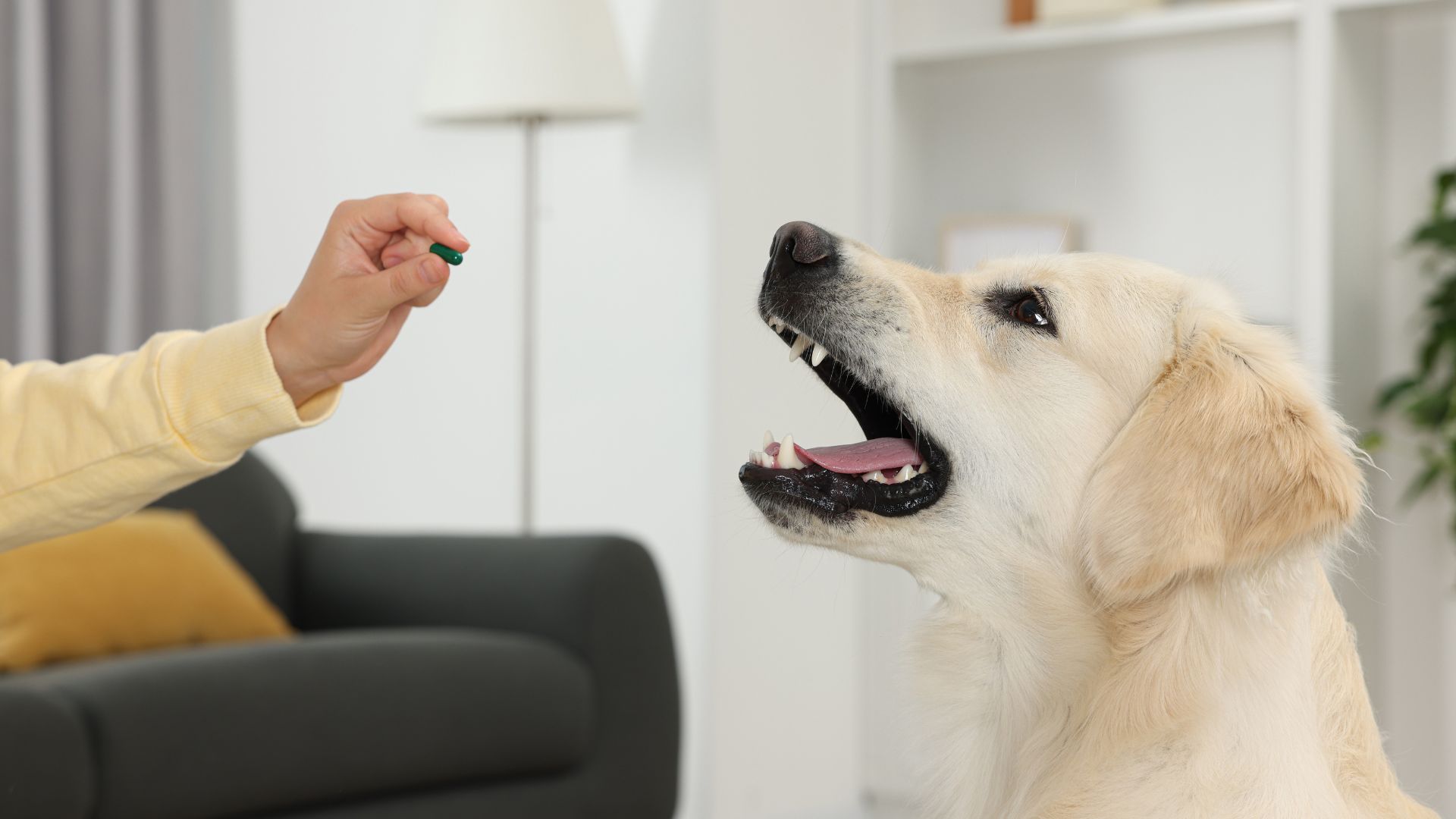 a dog looking at a pill