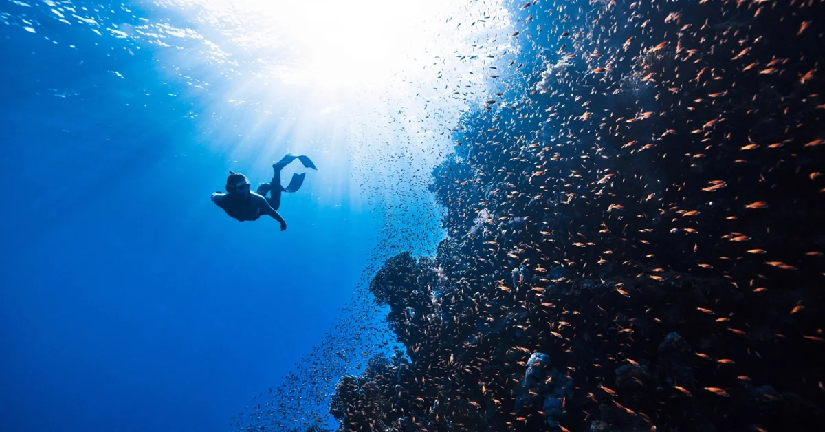 a person swimming under water with a school of fish
