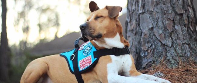 a dog lying down with a blue vest