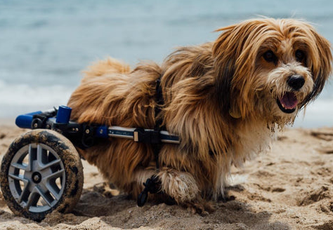 a dog on a wheelchair on a beach