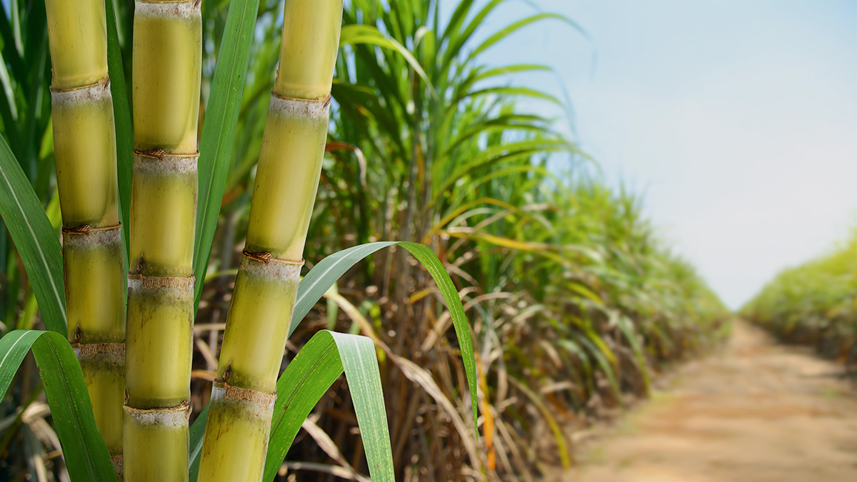 a sugarcane plantation with a dirt path