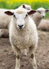 a close-up of a sheep