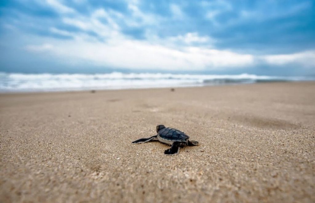 a baby turtle on a beach