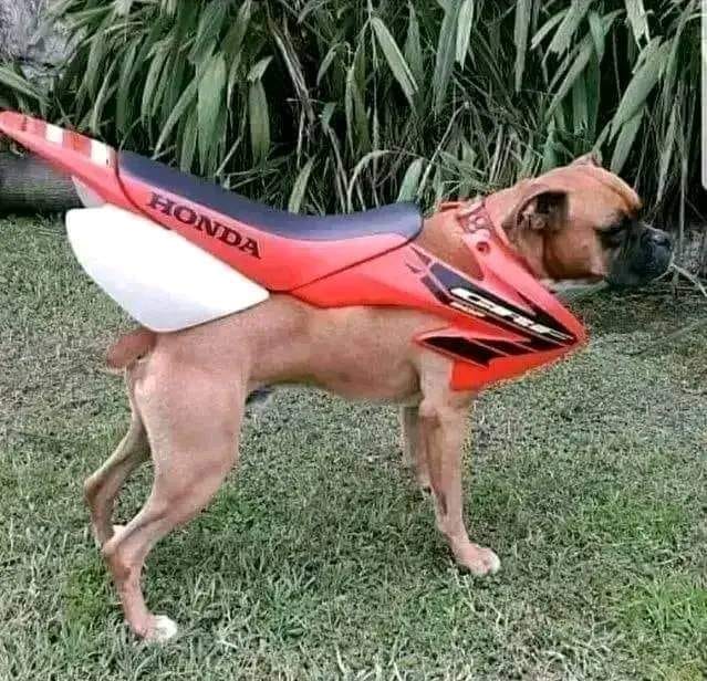 a dog wearing a motorcycle seat