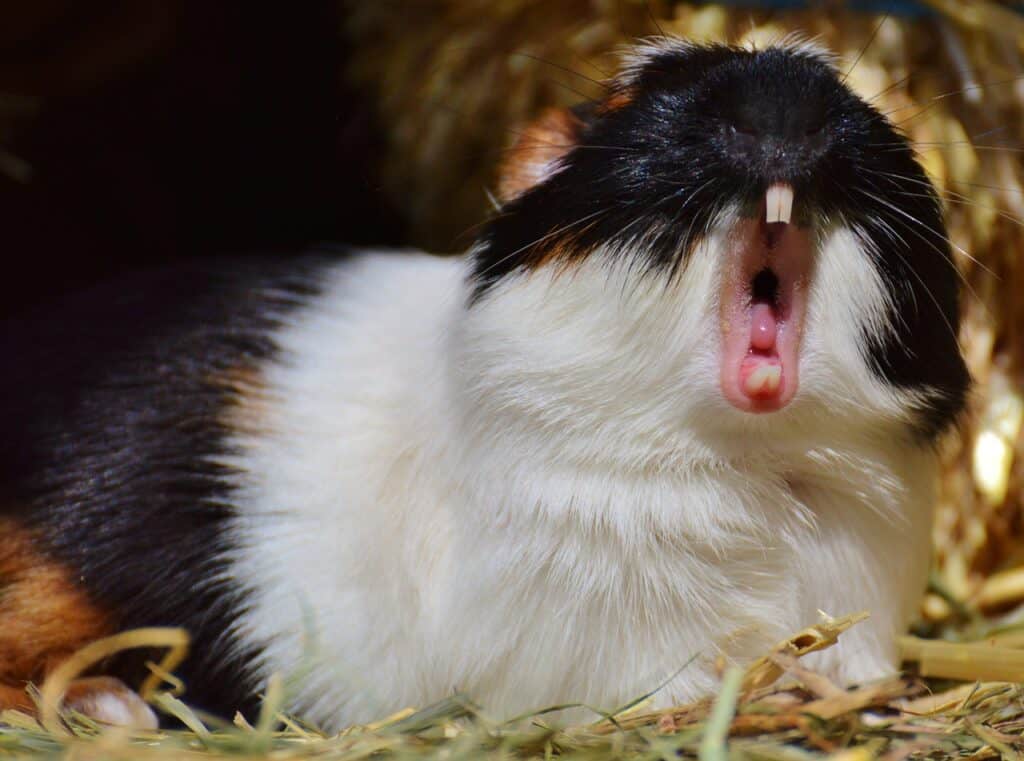 a guinea pig with its mouth open