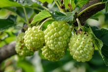 a group of green fruit on a tree