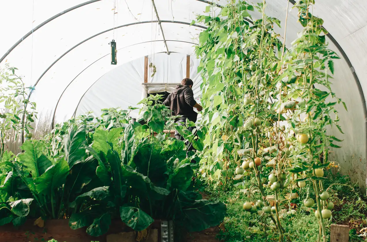 a man standing in a greenhouse