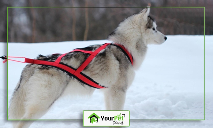 a dog wearing a harness