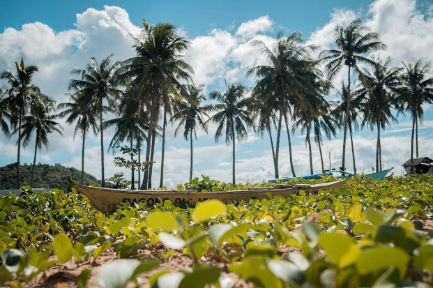 a boat in a field of plants