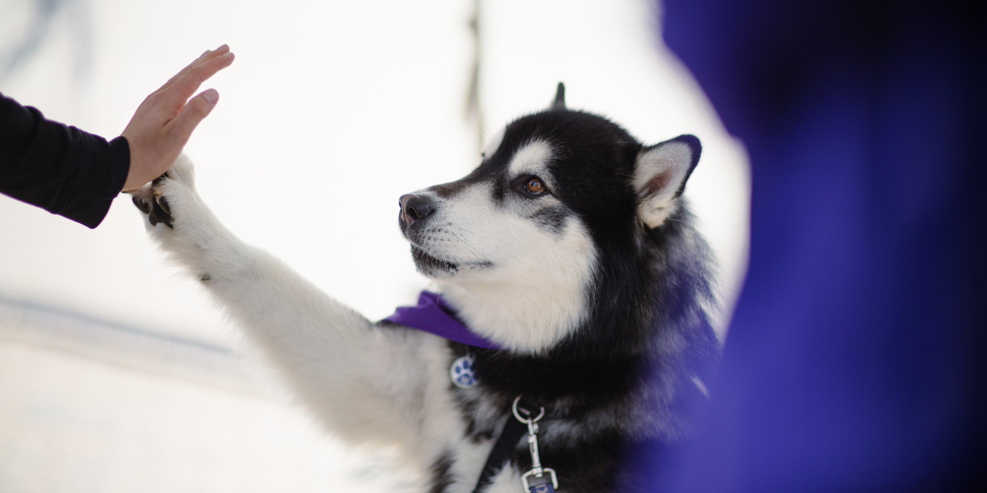 a dog with its paw up