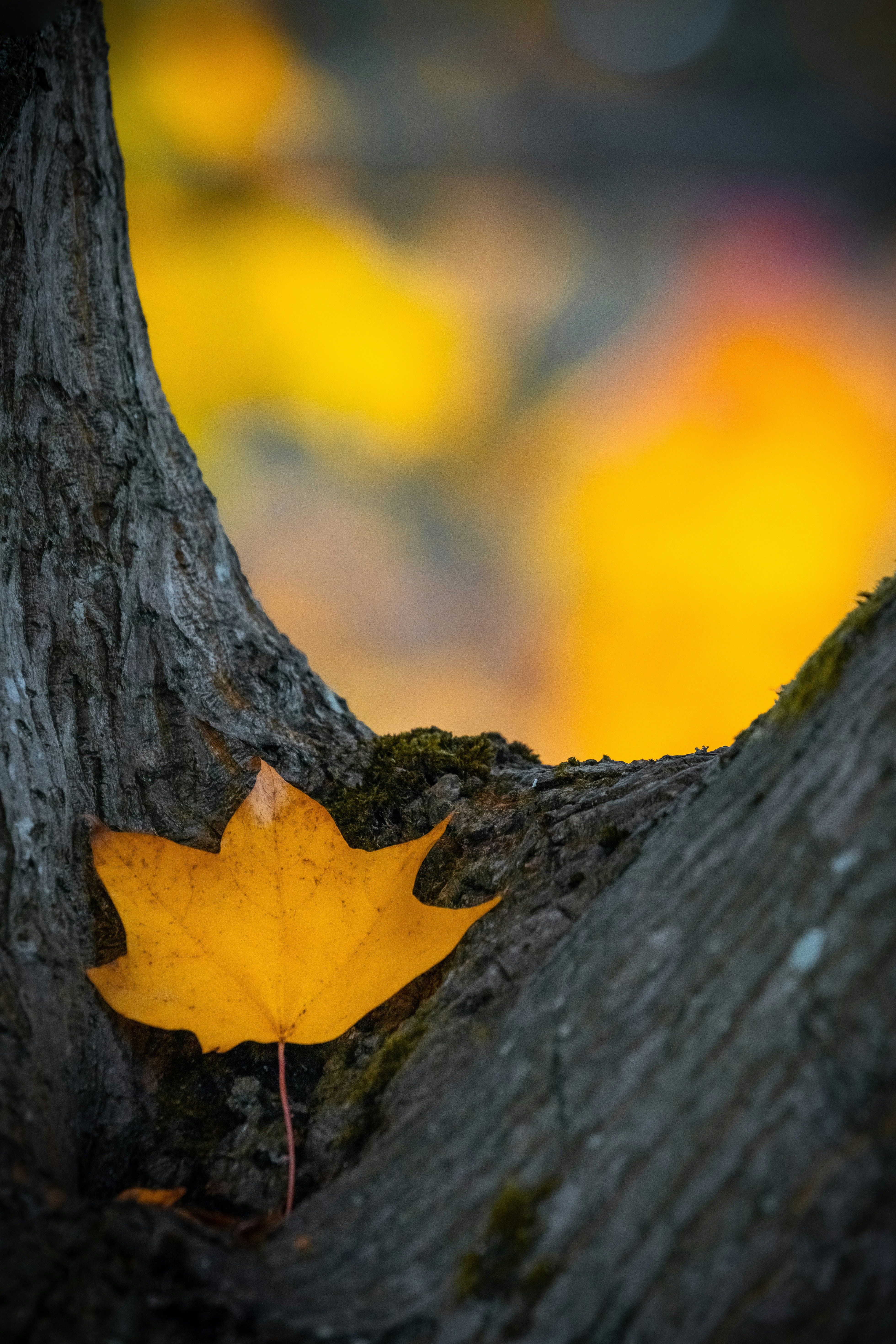 a yellow leaf on a tree