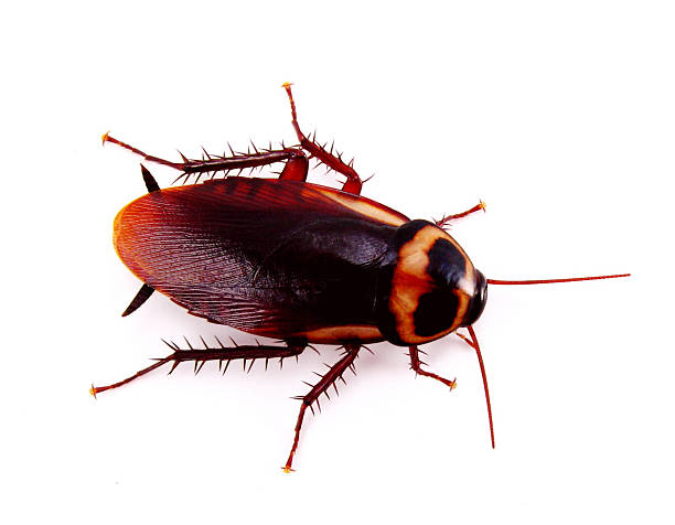 a close-up of a roach