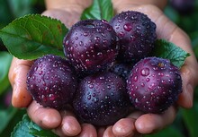 a person holding a pile of purple fruits