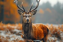 a deer with antlers in a field