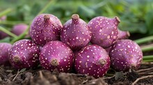 a group of purple onions