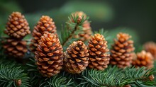 a group of pine cones on a tree