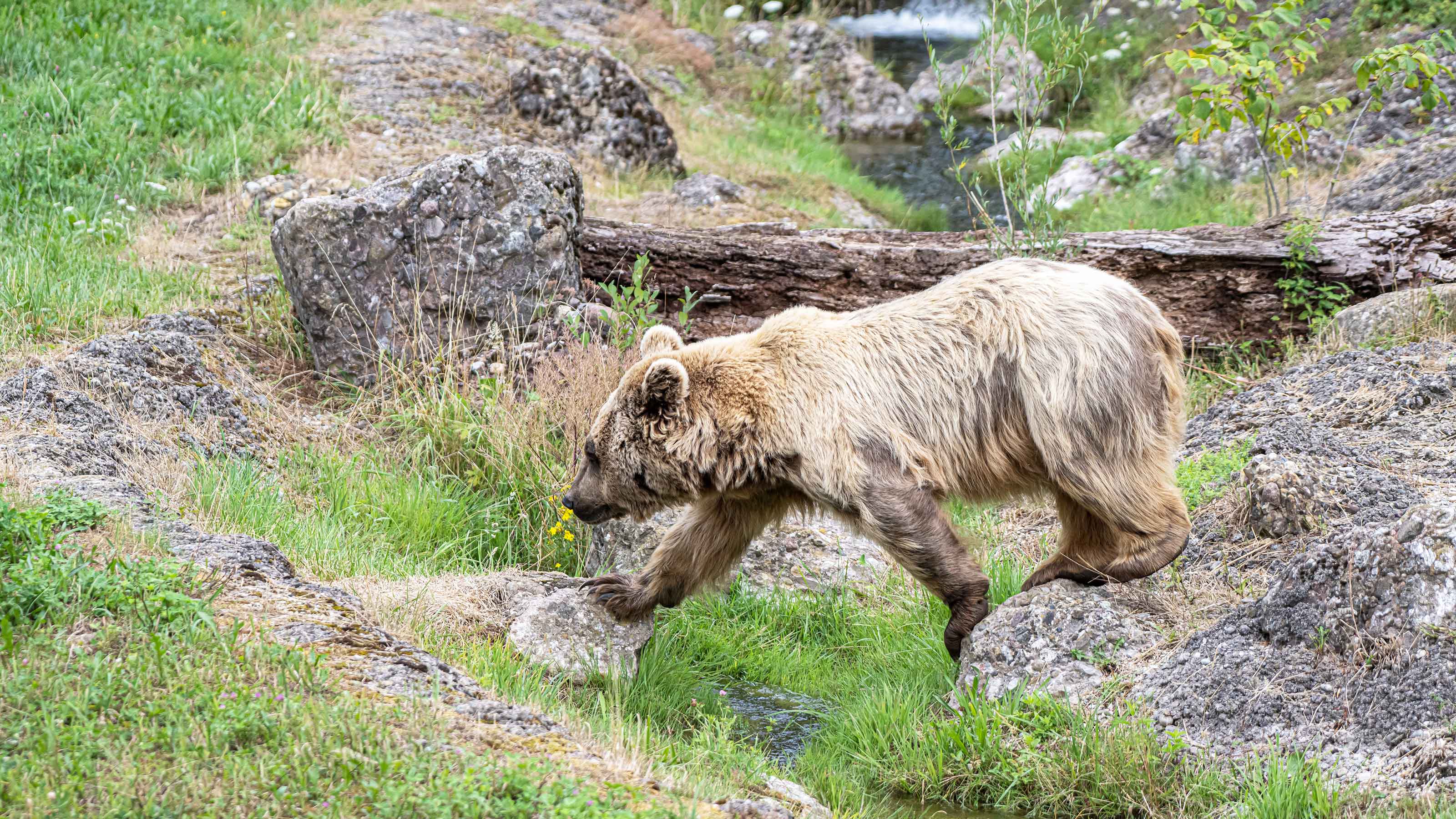 a bear walking on rocks